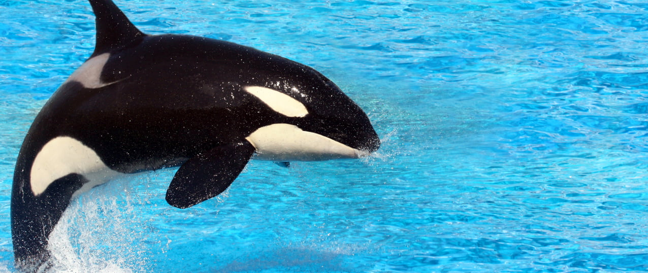 施策実行／運用支援